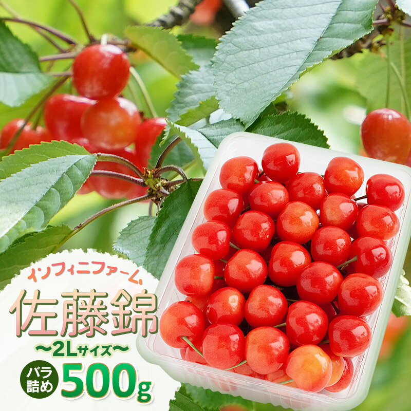 【令和8年産先行予約】インフィニファームのさくらんぼ「佐藤錦」バラ500g（2Lサイズ）　K-848