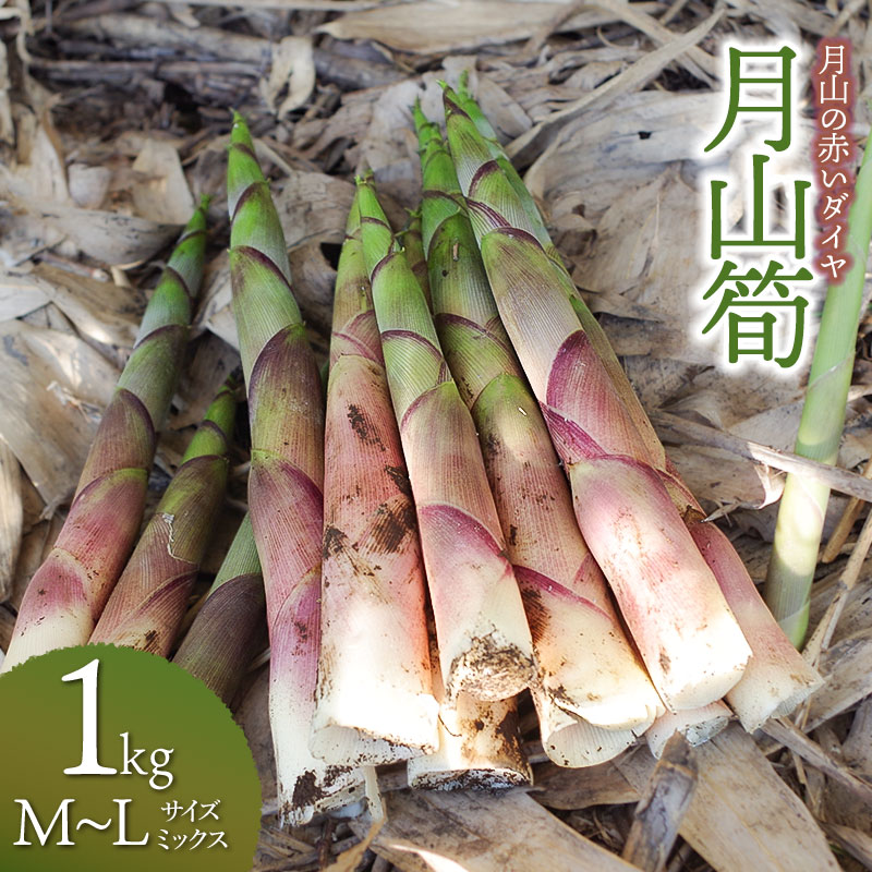 生産者直送！令和8年産　月山の赤いダイヤ「月山筍」1kg（M～Lミックス） たけのこ 竹の子　月と土と人。