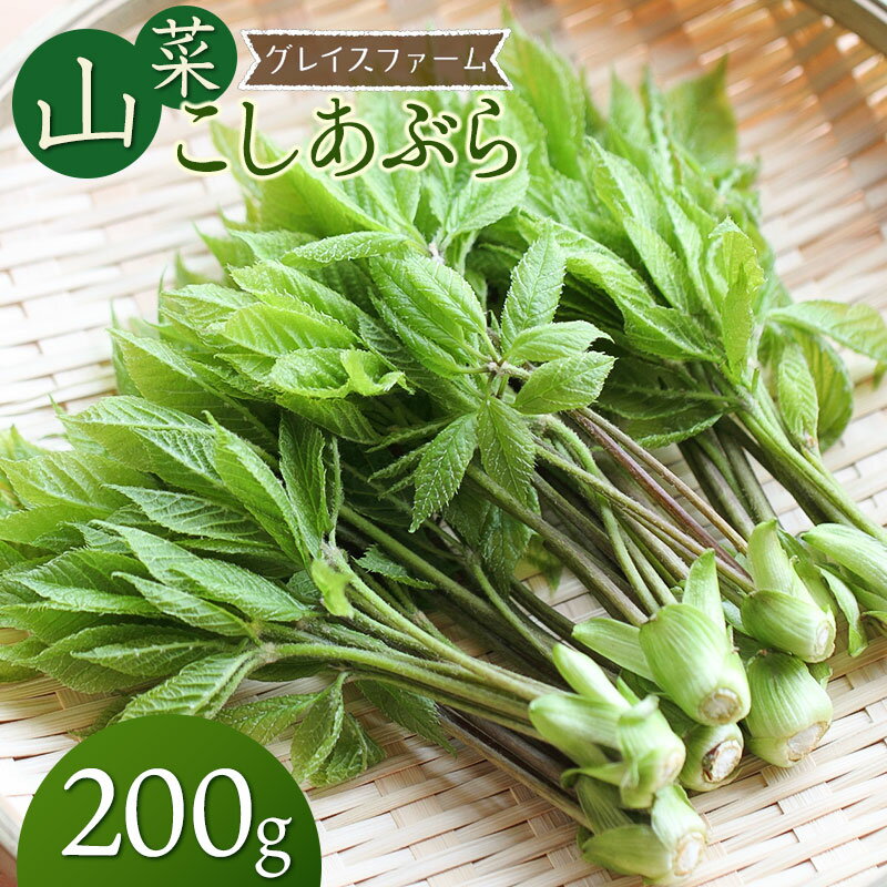 【令和8年発送】山菜 コシアブラ 200g　山形県鶴岡産　グレイスファーム