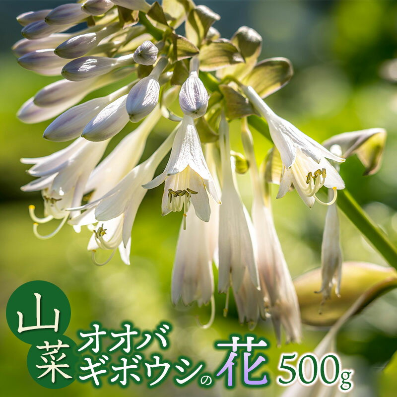 【令和8年発送】山菜　オオバギボウシ（山うるい）の花　500g　山形県鶴岡産　グレイスファーム