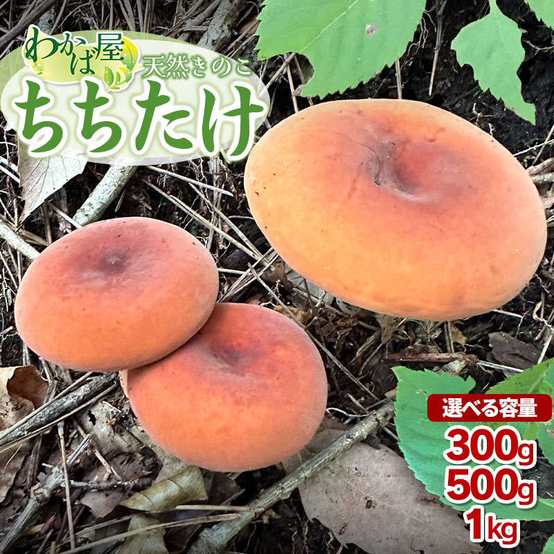 【令和8年産先行予約】　ちちたけ　選べる容量300g・500g・1kg　きのこ 乳茸 天然物 わかば屋