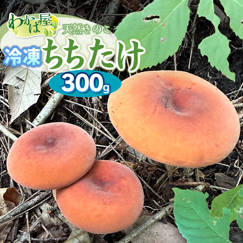 令和8年産　冷凍ちちたけ 300g　きのこ 乳茸 天然物 わかば屋