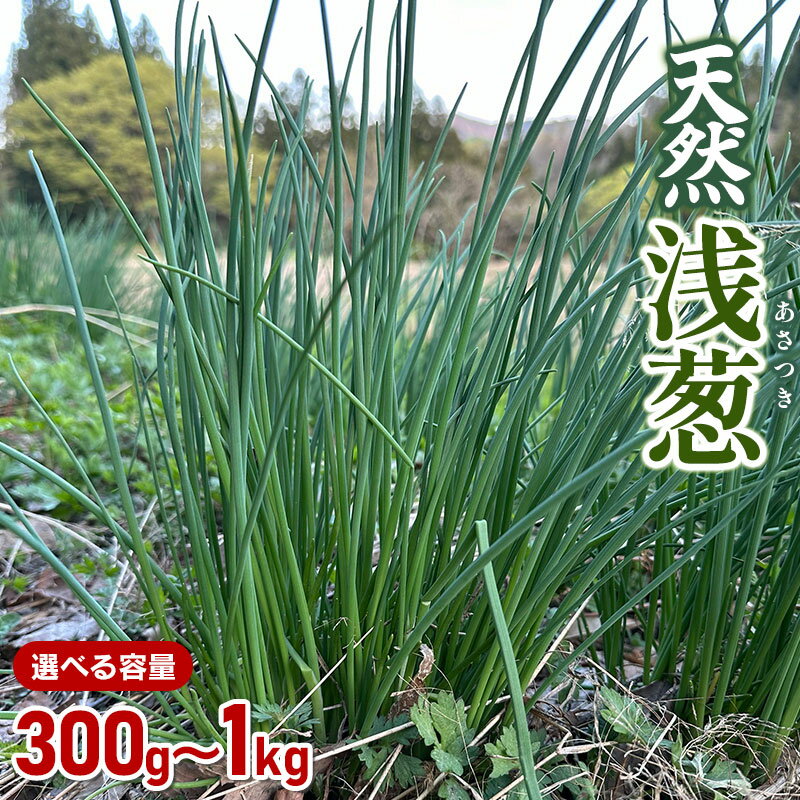 【令和8年産先行予約】天然 浅葱（あさつき）　選べる容量 300g・1kg　山菜 わかば屋