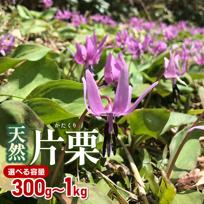 【令和8年産先行予約】天然 片栗（かたくり）　選べる容量 300g・1kg　山菜 わかば屋