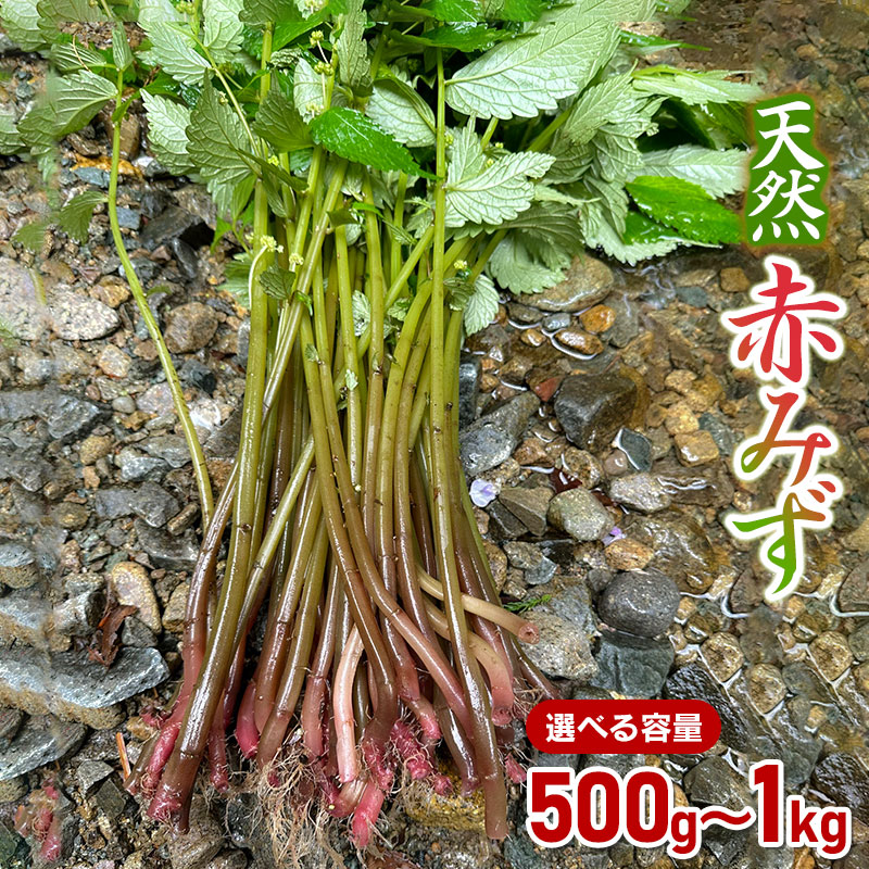 【令和8年産先行予約】天然 赤みず　選べる容量 500g・1kg　山菜 アカミズ ウワバミソウ　わかば屋