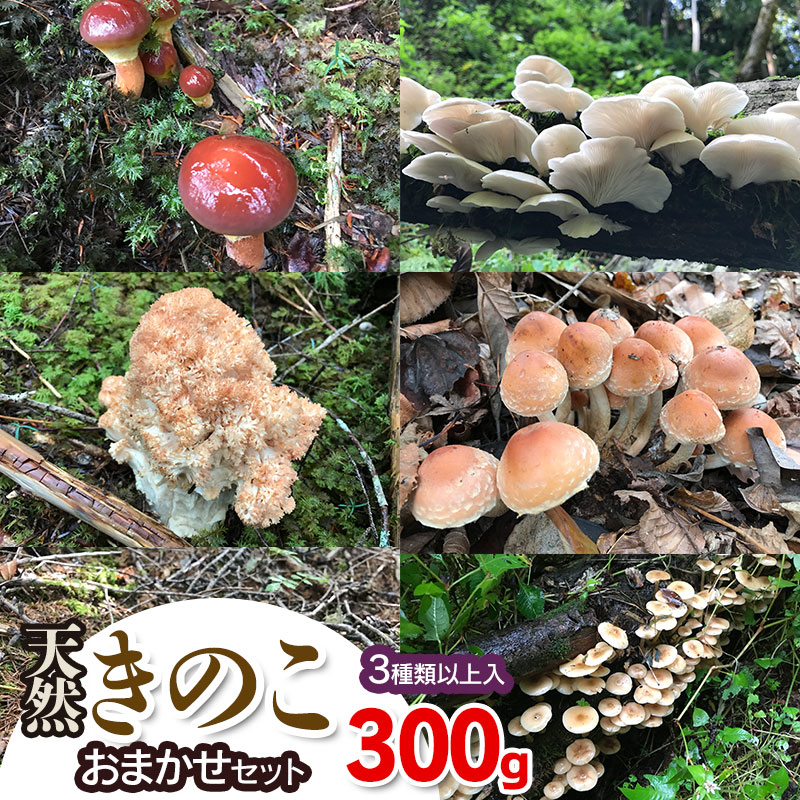【令和8年産先行予約】天然きのこ おまかせセット（3種類以上）300g【発送時期：8月1日〜11月30日頃】 きのこ わかば屋　2026年