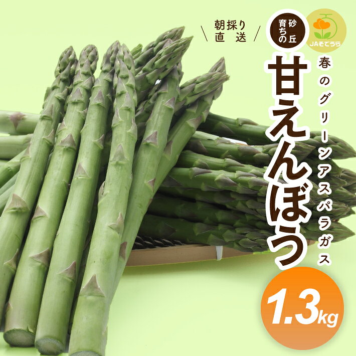 グリーンアスパラガス 砂丘育ちの甘えんぼう 1.3kg 山形県酒田産 3月下旬〜5月下旬頃お届け 冷蔵便 ※離島発送・着日指定不可 アスパラガス アスパラ 野菜 春野菜 春 朝採り 朝採れ とれたて 新鮮 農協 JA 直送 お取り寄せ 東北 山形県 酒田市 庄内