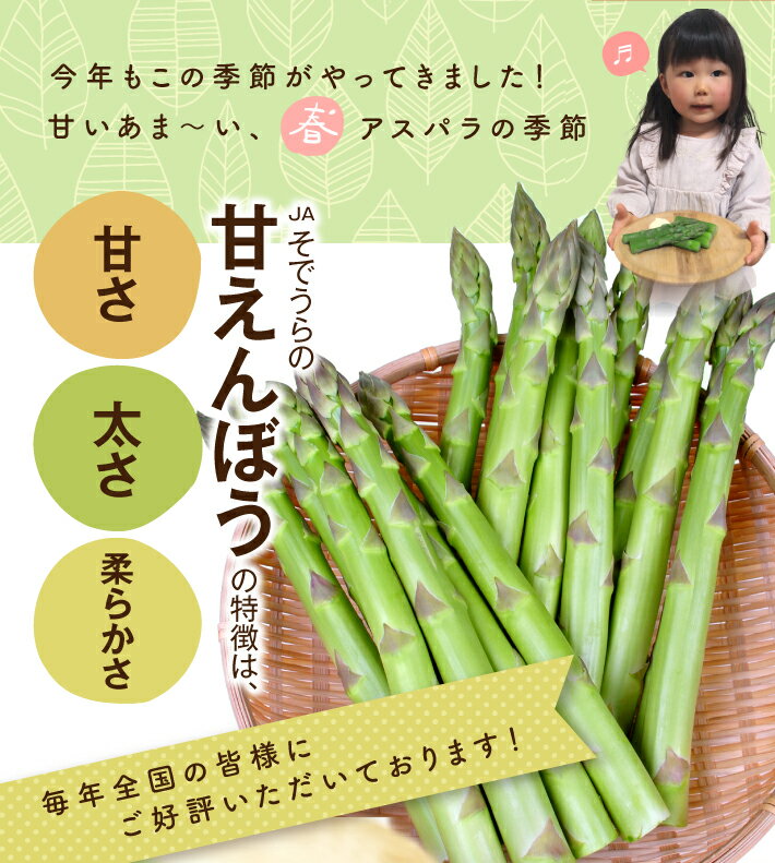 【ふるさと納税】グリーンアスパラガス 砂丘育ちの甘えんぼうDX (デラックス) 4Lサイズ 1kg 山形県酒田産 3月下旬〜5月下旬頃お届け 冷蔵便 ※離島発送・着日指定不可 アスパラガス アスパラ 野菜 春野菜 春 極太 超極太 朝採り 朝採れ 新鮮 農協 JA 直送 山形県 酒田市 庄内 - 画像2