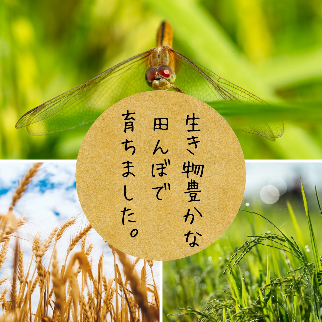 【ふるさと納税】つや姫 玄米 5kg 有機JAS認証米 栽培期間中農薬不使用 令和7年産米 山形県酒田産 ご希望時期頃お届け 東北 山形県 酒田市 庄内地方 庄内平野 庄内米 ブランド米 有機栽培 オーガニック JAS 発送時期が選べる - 画像3