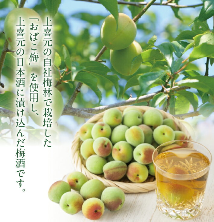 【ふるさと納税】上喜元 うめしゅ 720ml×1本 お酒 リキュール うめ 梅 ウメ おばこ梅 酒田酒造 酒田市 庄内 山形県 サムネイル2
