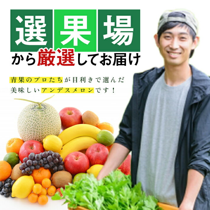 【ふるさと納税】選果場からの直送メロン アンデスメロン 約5kg 4〜5玉入り 6月下旬〜7月下旬頃お届け ※着日指定不可 夏 青肉メロン 果物 フルーツ 庄内砂丘メロン JA 農協 直送 東北 山形県 酒田市 庄内 - 画像2
