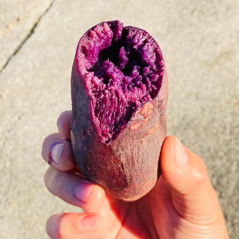 【ふるさと納税】 栽培期間中、農薬・化学肥料不使用 もちもち甘〜い『ふくむらさき』 小〜大混合 2kg さつまいも サツマイモ F3S-2638 - 画像2