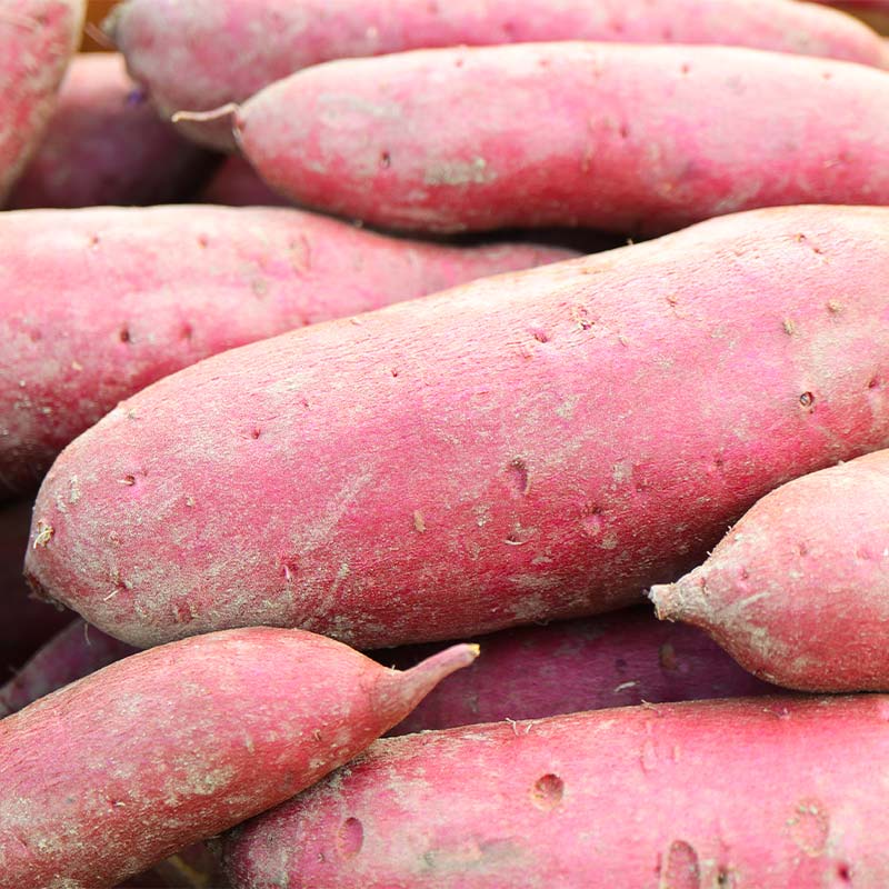 【ふるさと納税】 ＜2026年秋収穫分 先行予約＞ 上品な甘さの【シルクスイート】1kg （栽培期間中、農薬、化学肥料不使用） さつまいも サツマイモ 芋 F3S-2615 - 画像2