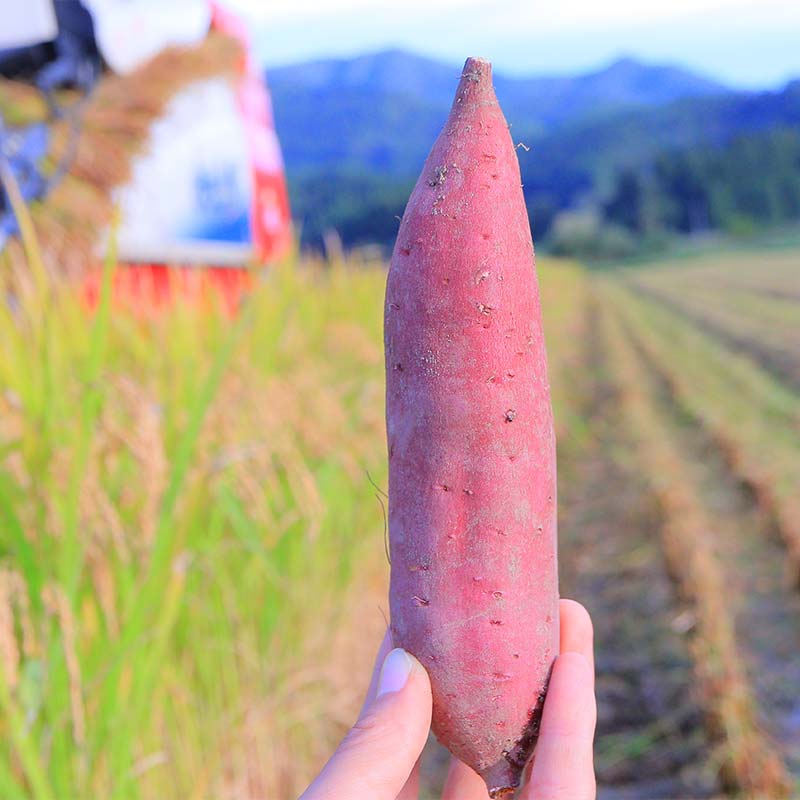 【ふるさと納税】 【先行予約】 自然栽培 栗かぐや 1kg（3〜6本） さつまいも サツマイモ 芋 山形県 新庄市 F3S-2636 - 画像3