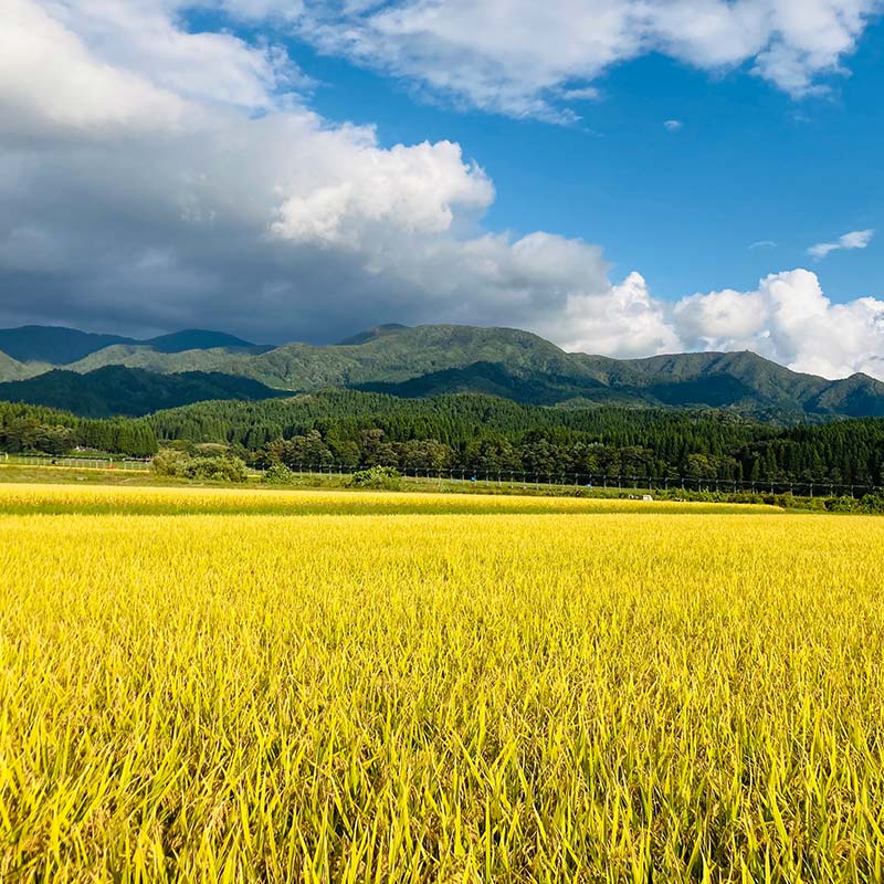【ふるさと納税】 定期便 全3回 極みのササニシキ（精米）3kg 米 お米 おこめ ふるさと納税 山形県 新庄市 F3S-2387 - 画像3