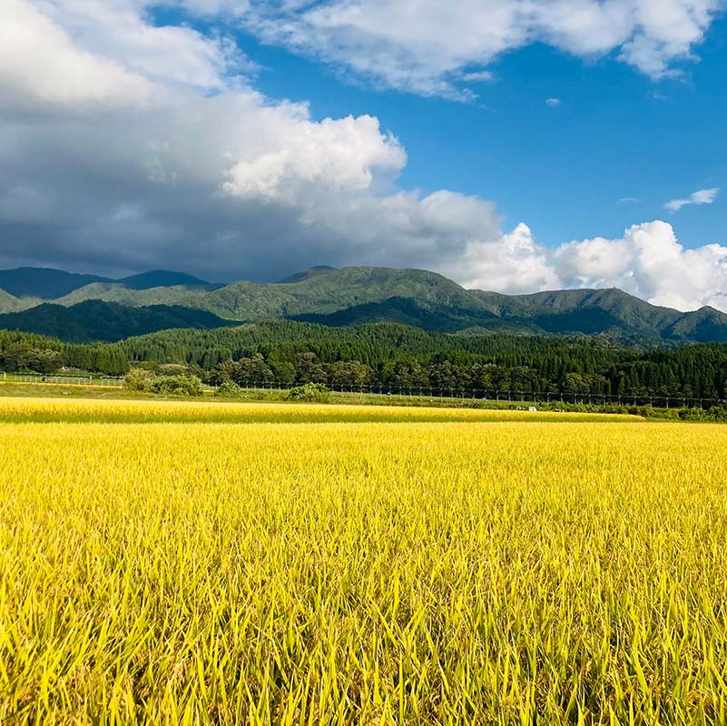 【ふるさと納税】 令和7年産 至福のササニシキ（精米）5kg×1袋 米 お米 おこめ 山形県 新庄市 F3S-2414 - 画像3