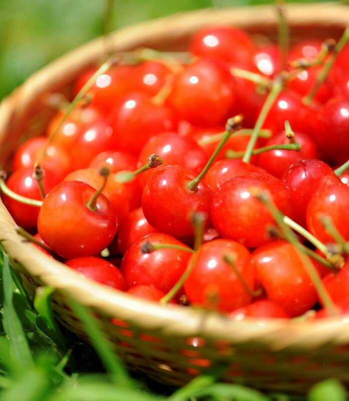 【ふるさと納税】《先行予約》 令和8年産 さくらんぼ 「 佐藤錦 」特秀品 500g Lサイズ 山形県産 2026年産 【2026年6月上旬頃から6月下旬頃発送予定】 ※配送不可 沖縄・離島山形産 お取り寄せ フルーツ 果物 果実 くだもの サクランボ 特産 東北 山形 寒河江 丸松青果 サムネイル2