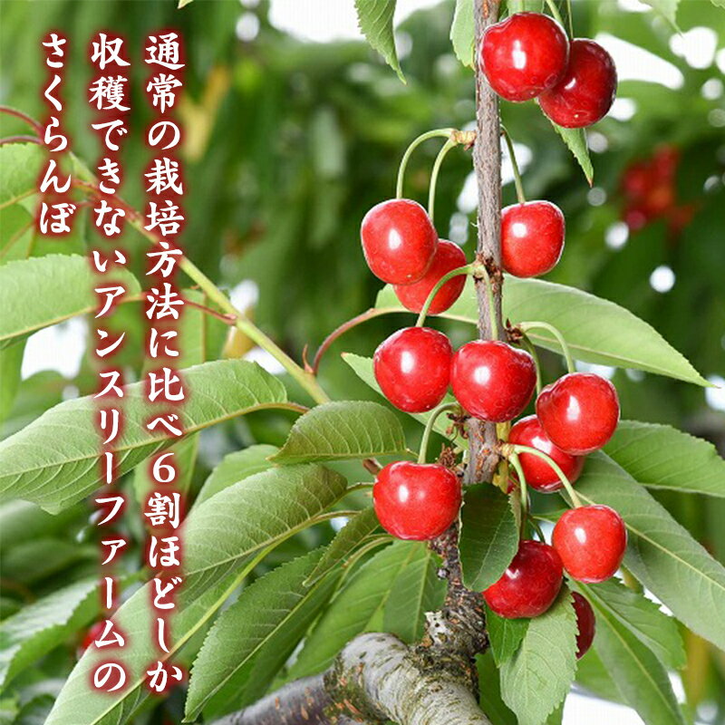 【ふるさと納税】《先行予約！》山形県産 さくらんぼ 選べる！「 佐藤錦 」300g 〜 600g 秀品 Lサイズ以上 【2026年6月上旬頃〜下旬頃発送予定】※配送不可 沖縄・離島 フルーツ 果物 果実 山形産 300グラム 250グラム 500グラム 600グラム 2026年産 令和8年産 山形県産 サムネイル3