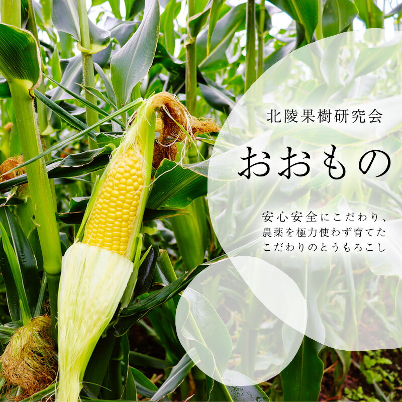 【ふるさと納税】 選べる！ 朝採り 山形県産 農家直送 とうもろこし 3kg 〜 5kg「おおもの」 【2025年8月上旬頃〜9月下旬頃発送予定】 ／ 野菜 お取り寄せ コーン 夏野菜 産地直送 生産者直送 自宅用 家庭用 トウモロコシ 夏 山形 2025年産 令和7年産 3キロ 5キロ サムネイル3