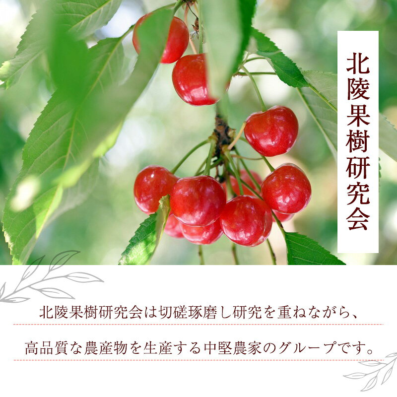 【ふるさと納税】【先行予約】令和8年産 高レビュー！ 特秀品 さくらんぼ 「佐藤錦」 500g Lサイズ 化粧箱入り 2026年産 山形県産【2026年6月上旬頃〜下旬頃発送予定】 ※ 配送不可 沖縄・離島お取り寄せ ご当地 特産 フルーツ 果物 果実 くだもの サクランボ 贈答 - 画像3
