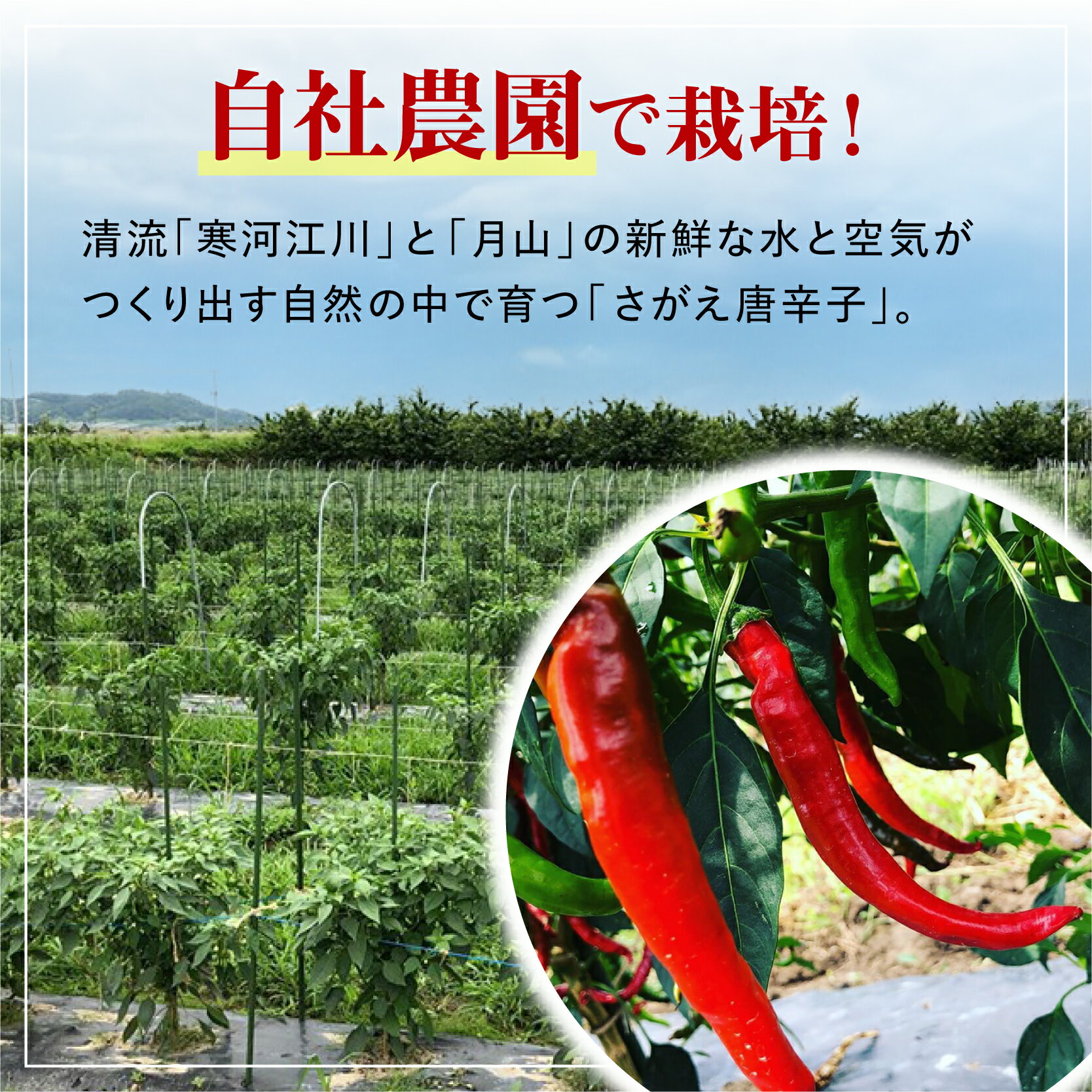 【ふるさと納税】国産 さがえ唐辛子（旨辛）15g 1本／山形県産 自社農園 手作業 一味 一味唐辛子 赤唐辛子 とうがらし トウガラシ 調味料 スパイス 粉末 国内製造 東北 山形 寒河江 福祉 ポイント消化 サムネイル3