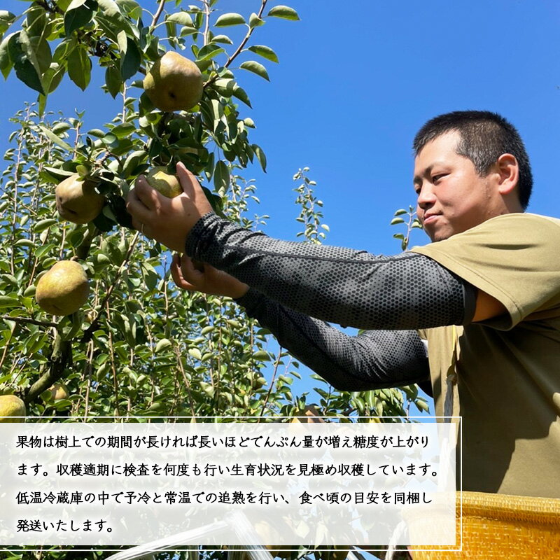 【ふるさと納税】特秀品 「ラ・フランス」選べる 2kg 〜 5kg 《化粧箱入り》 サイズおまかせ 令和7年産 山形産 【2025年11月中旬頃〜12月末頃発送予定】GI「山形ラ・フランス」／ 産地直送 山形県産 洋梨 サムネイル3