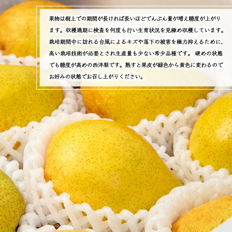 【ふるさと納税】洋梨「ラ・ネージュ」 2kg（5〜10玉） 秀品以上 《化粧箱入り》 サイズおまかせ 山形県産 【2025年11月下旬頃〜12月下旬頃発送予定】／ 果物 フルーツ くだもの お取り寄せ ご当地 特産 東北 冬 ラネージュ デザート 贈答 2025年産 令和7年産 2キロ サムネイル2