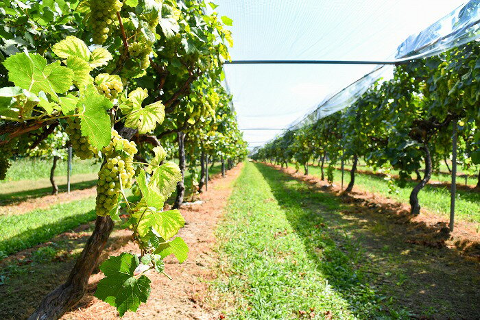 【ふるさと納税】《山形県産ぶどう100％》月山山麓 シャルドネヴィンテージ 白ワイン 辛口 （720ml×2本）／ 酒 お取り寄せ ご当地 飲み会 パーティー 爽やか 自宅用 地産地消 葡萄 ブドウ 国産 東北 日本 ふるさと納税 ワイン サムネイル3