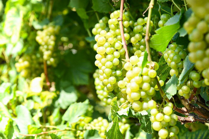 【ふるさと納税】【限定生産】白ワイン キングセルビー シャルドネ 辛口（720ml×2本セット） ／ 酒 お取り寄せ 国産 日本 葡萄 ブドウ 山形 wine ふるさと納税 ワイン サムネイル2