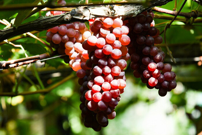 【ふるさと納税】《先行予約》 令和8年産 「デラウェア」 秀品 約1.8kg （8-16房） 種無しぶどう 山形県産【2026年7月末頃 - 8月末頃発送予定】 ※配送不可 沖縄・離島 果物 フルーツ 果実 葡萄 グレープ ブドウ 甘い 糖度 種なし 特産 産地直送 新鮮 - 画像2