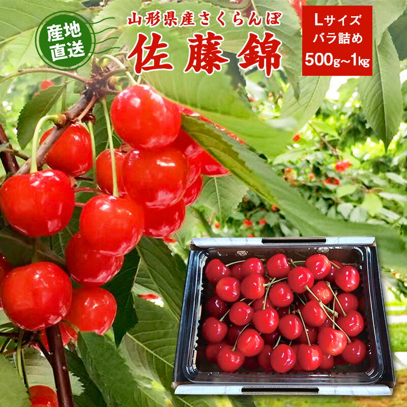 《先行予約》 500g / 1kg 2026年産 こだわりの 新鮮 さくらんぼ 佐藤錦 Lサイズ 秀品 【2026年5月下旬頃から6月中旬頃発送予定】※ 配送不可 沖縄・離島2026年産 令和8年産 山形産 山形県産 フルーツ 果物 果実 直送 お取り寄せ 500グラム 1キロ