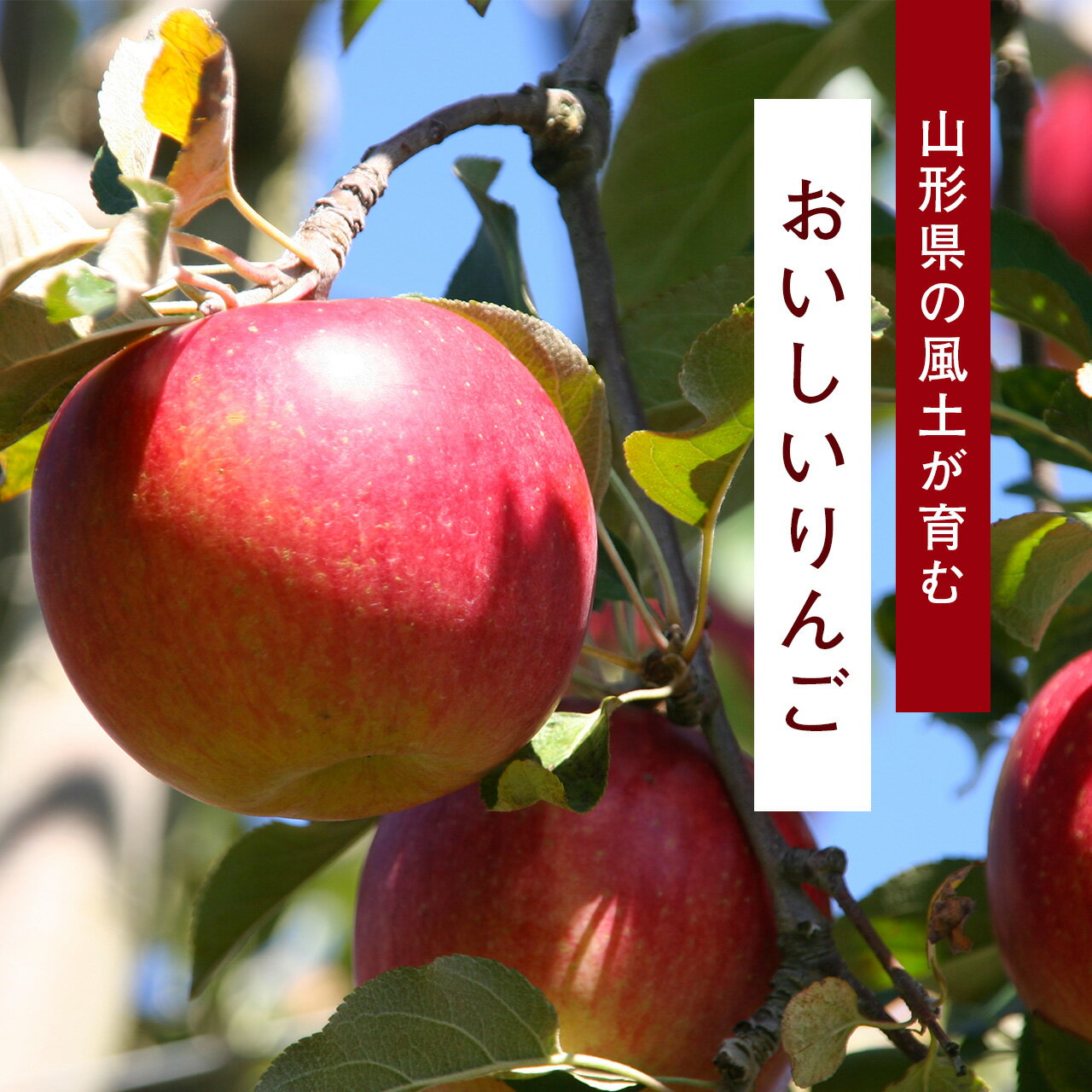 【ふるさと納税】《先行予約》 令和8年産 りんご サンふじ 秀品 5kg（12 - 20玉） 山形県産 【2026年11月頃より順次発送予定】 2026年産 山形産 お取り寄せ ご当地 特産 産地直送 果物 フルーツ 新鮮 季節 林檎 デザート おやつ 山形県産 山形産 5キロ - 画像3
