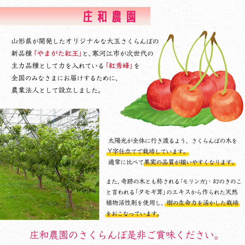 【ふるさと納税】《先行予約》山形県産 さくらんぼ 「やまがた紅王」3Lサイズ以上 秀品 15粒（約135g）化粧箱 【2026年6月中旬頃〜6月下旬頃発送予定】※配送不可 沖縄・離島／ 2026年産 令和8年産 山形県産 フルーツ 果物 果実 くだもの サクランボ 特産 東北 山形 サムネイル3