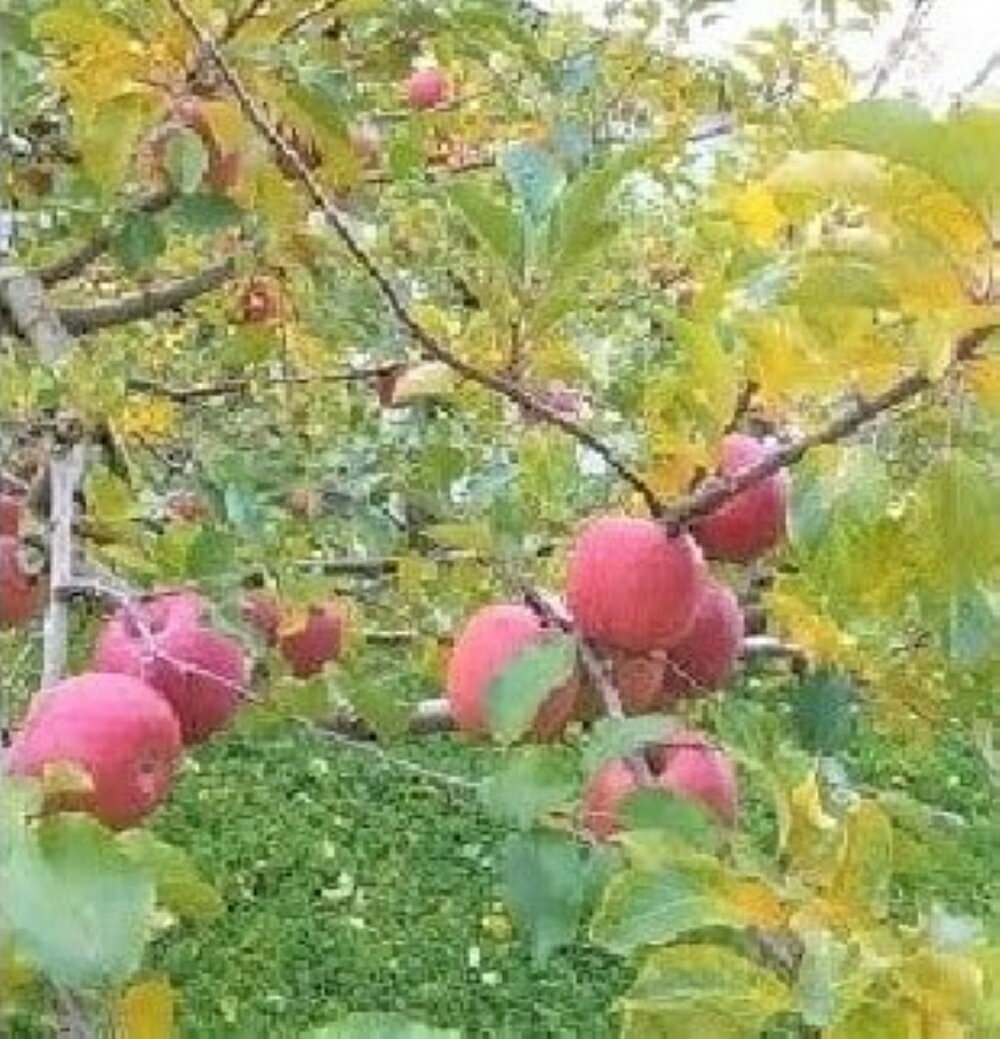 【ふるさと納税】りんご ( ふじりんご ) 10kg 無袋栽培 22～46玉 家庭用 ジュース用 果物 フルーツ お取り寄せ 産地直送 送料無料 山形県 上山市 0007-2503 サムネイル2