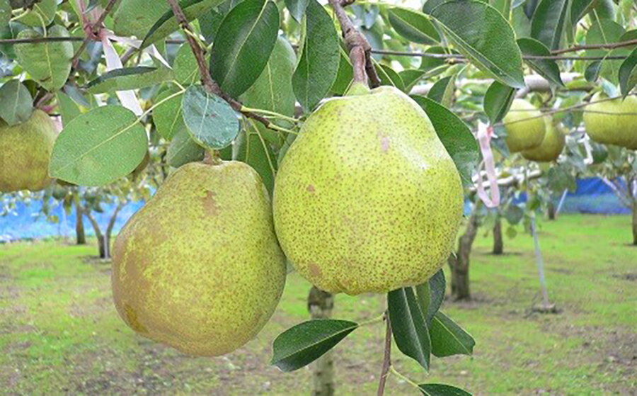 【ふるさと納税】西洋梨 (ラ・フランス) 5kg 14～18玉 ご家庭用 ラフランス 洋なし 洋ナシ 洋梨 フルーツ くだもの 果物 産地直送 お取り寄せ グルメ 東北 山形県 上山市 0009-2510 サムネイル3