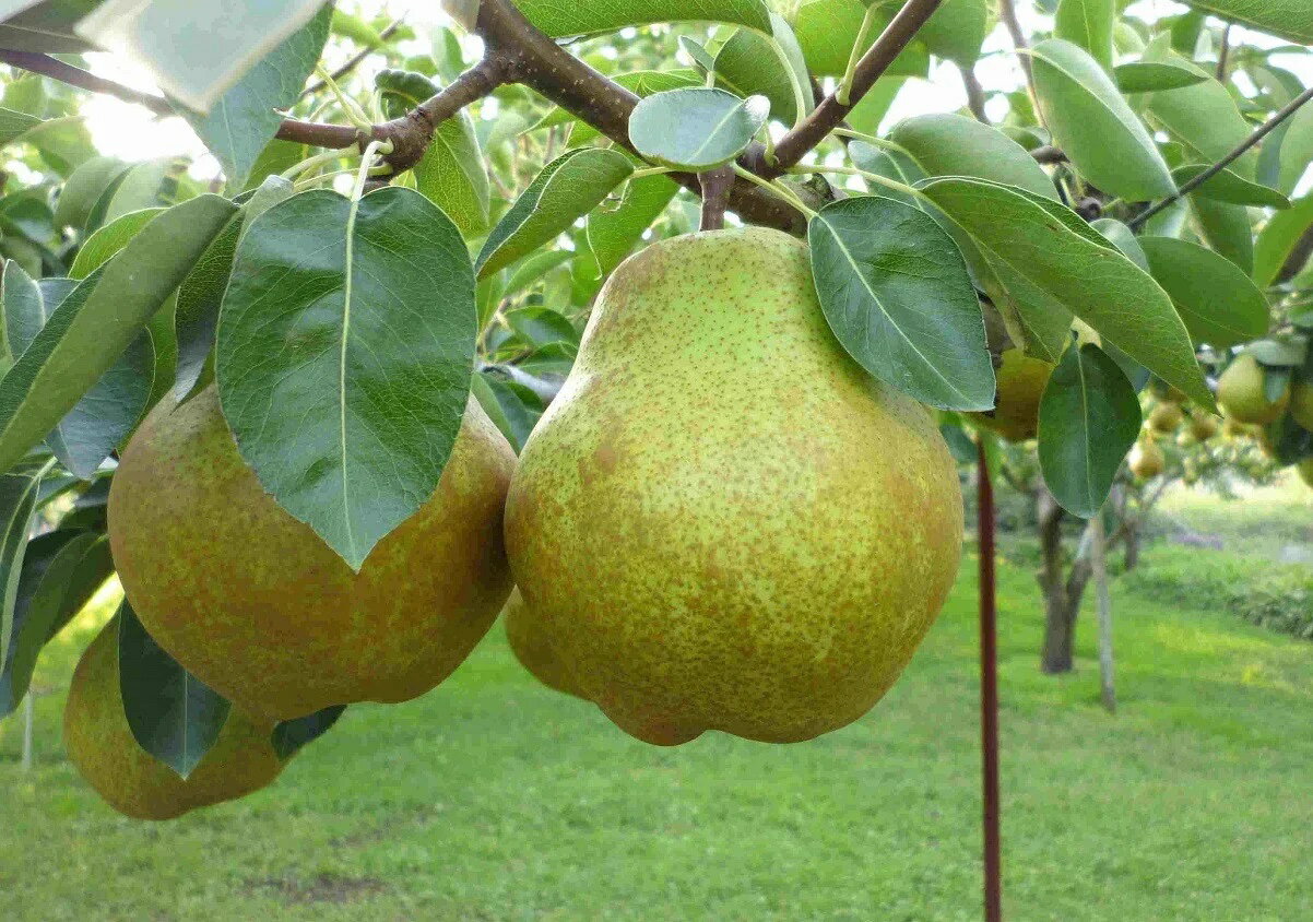 【ふるさと納税】西洋梨 ラ・フランス 3.3kg 大玉 秀品 ラフランス 洋なし 洋ナシ 洋梨 フルーツ くだもの 果物 産地直送 お取り寄せ グルメ 東北 山形県 上山市 0009-2513 サムネイル3