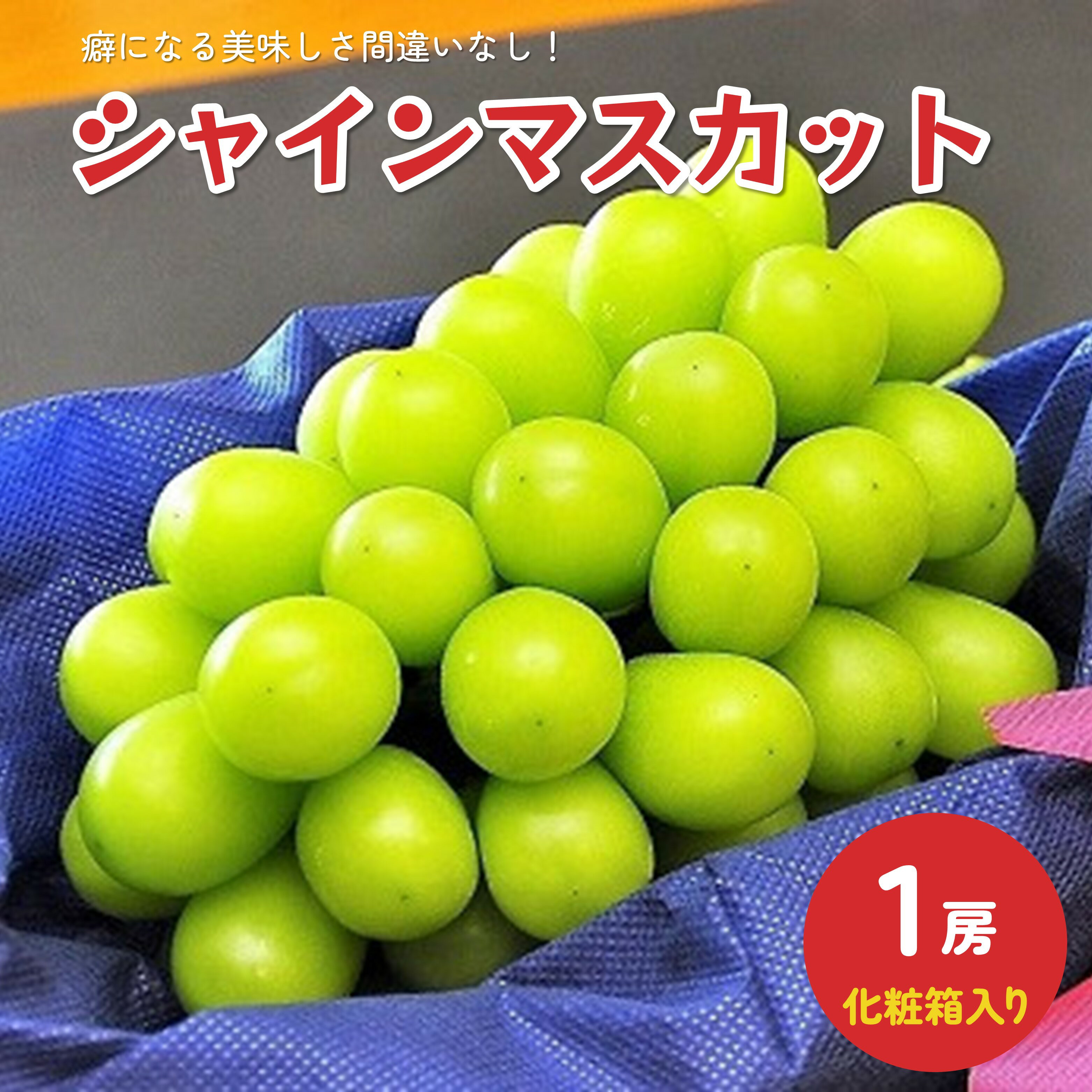 ぶどう ( シャインマスカット ) 1房 化粧箱入り フルーツ 山形県 上山市 0010-2502
