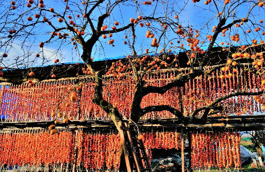 【ふるさと納税】 紅干し柿 250g × 6パック（ M ～ Lサイズ ） 干し柿 干柿 ドライフルーツ フルーツ 果物 くだもの スイーツ 特産品 お取り寄せグルメ 和菓子 東北 山形県 上山市 0015-2510 サムネイル2