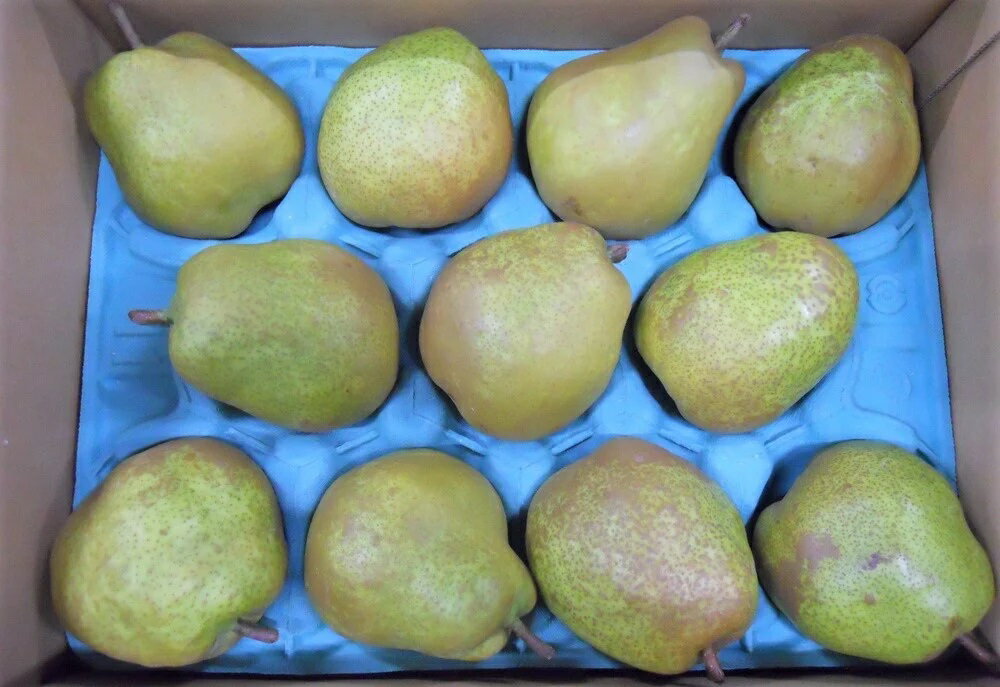 【ふるさと納税】西洋梨 ( ラ・フランス ) 3kg ご家庭用 ラフランス フルーツ 果物 お取り寄せ 送料無料 山形県 上山市 0017-2516 サムネイル2