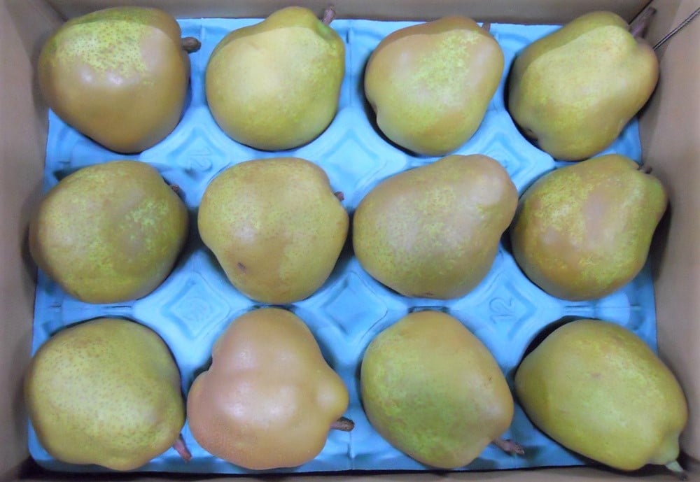 【ふるさと納税】西洋梨 ( ラ・フランス ) 3kg ご家庭用 ラフランス フルーツ 果物 お取り寄せ 送料無料 山形県 上山市 0017-2516 サムネイル3