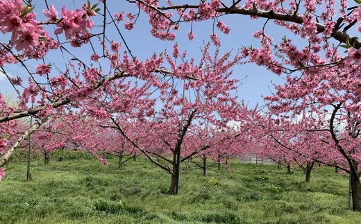【ふるさと納税】白桃（ 品種 おまかせ ）5kg 秀品 フルーツ 果物 桃 もも 山形 産地直送 お取り寄せ 送料無料 山形県 上山市 0020-2613 - 画像2