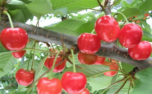【ふるさと納税】さくらんぼ ( やまがた 紅王 ) 500g 果物 フルーツ 山形県 上山市 0025-2605 サムネイル2