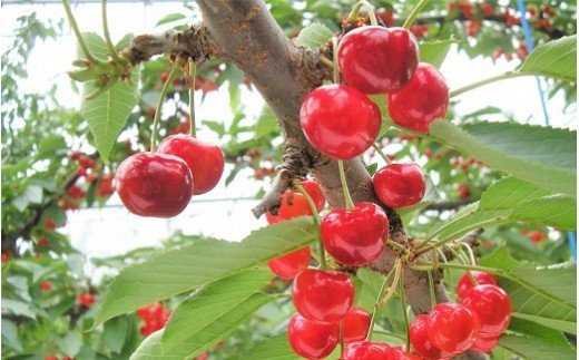 【ふるさと納税】 さくらんぼ ( 佐藤錦 ) 800g ご家庭用 果物 フルーツ 山形県 上山市 0025-2602 サムネイル2