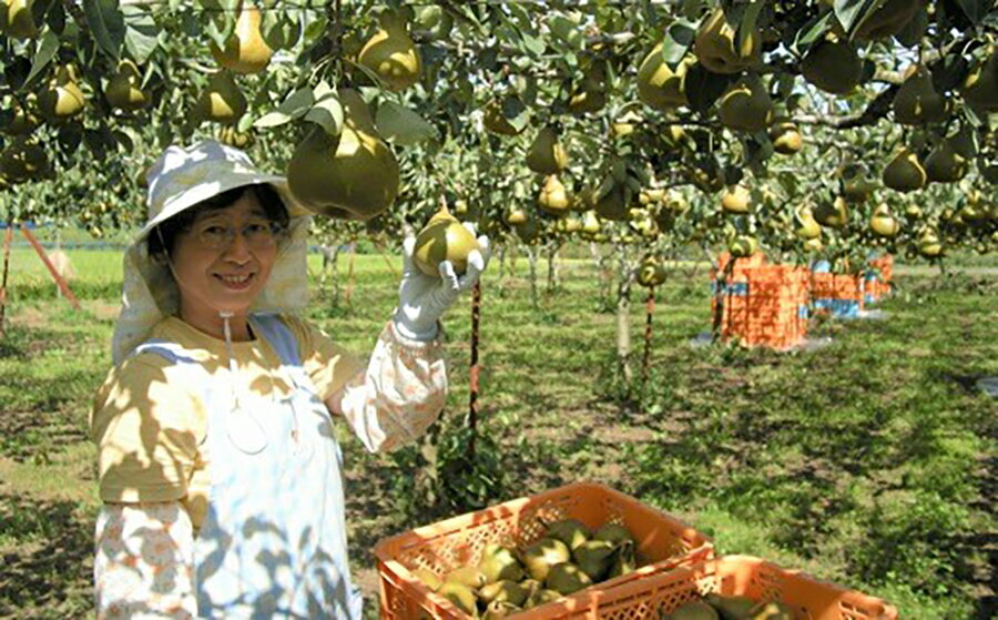 【ふるさと納税】 西洋梨 ( オーロラ ) 3kg 特秀品 10～8玉 2L～4L サイズ 果物 フルーツ 洋梨 お取り寄せ 産地直送 送料無料 山形県 上山市 0025-2607 サムネイル3