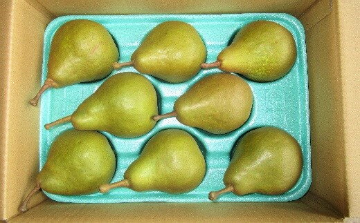 【ふるさと納税】 西洋梨 ( オーロラ ) 3kg 特秀品 10～8玉 2L～4L サイズ 果物 フルーツ 洋梨 お取り寄せ 産地直送 送料無料 山形県 上山市 0025-2607 サムネイル2