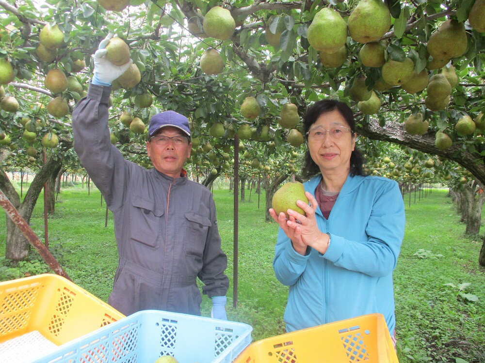 【ふるさと納税】 西洋梨 ( ラ・フランス ) 大玉 3玉 1.5kg以上 5L～6L サイズ 果物 フルーツ 洋梨 お取り寄せ 産地直送 送料無料 山形県 上山市 0025-2512 サムネイル3