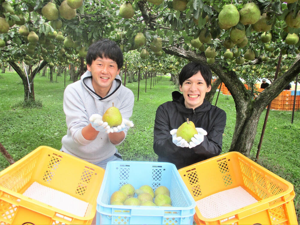 【ふるさと納税】 西洋梨 ラ・フランス 3kg 秀品 10～8玉 2L～4L サイズ 果物 フルーツ 洋梨 お取り寄せ 産地直送 送料無料 山形県 上山市 0025-2513 サムネイル3