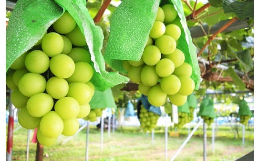 【ふるさと納税】ぶどう（シャインマスカット）1.5kg ご家庭用 山形県 上山市 0025-2510 サムネイル2