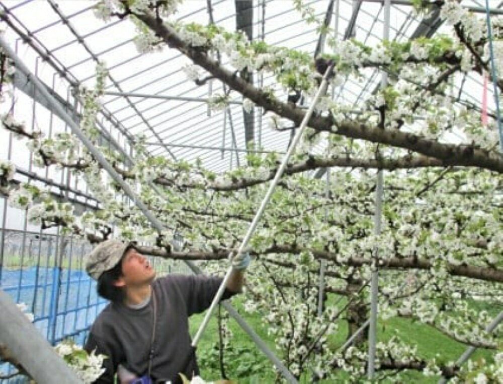 【ふるさと納税】 さくらんぼ ( 佐藤錦 ) 800g ご家庭用 果物 フルーツ 山形県 上山市 0025-2602 サムネイル3