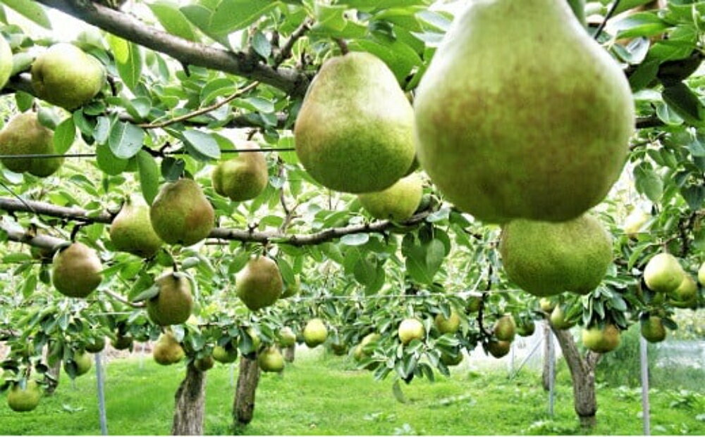 【ふるさと納税】シャインマスカット と ラ・フランス の詰合せ 3kg 果物 フルーツ ぶどう ラフランス 洋梨 お取り寄せ 産地直送 送料無料 山形県 上山市 0025-2511 サムネイル3